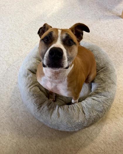 Enlarge Titan, a Adoptable mixed breed in Harbor Springs, MI image 3/3