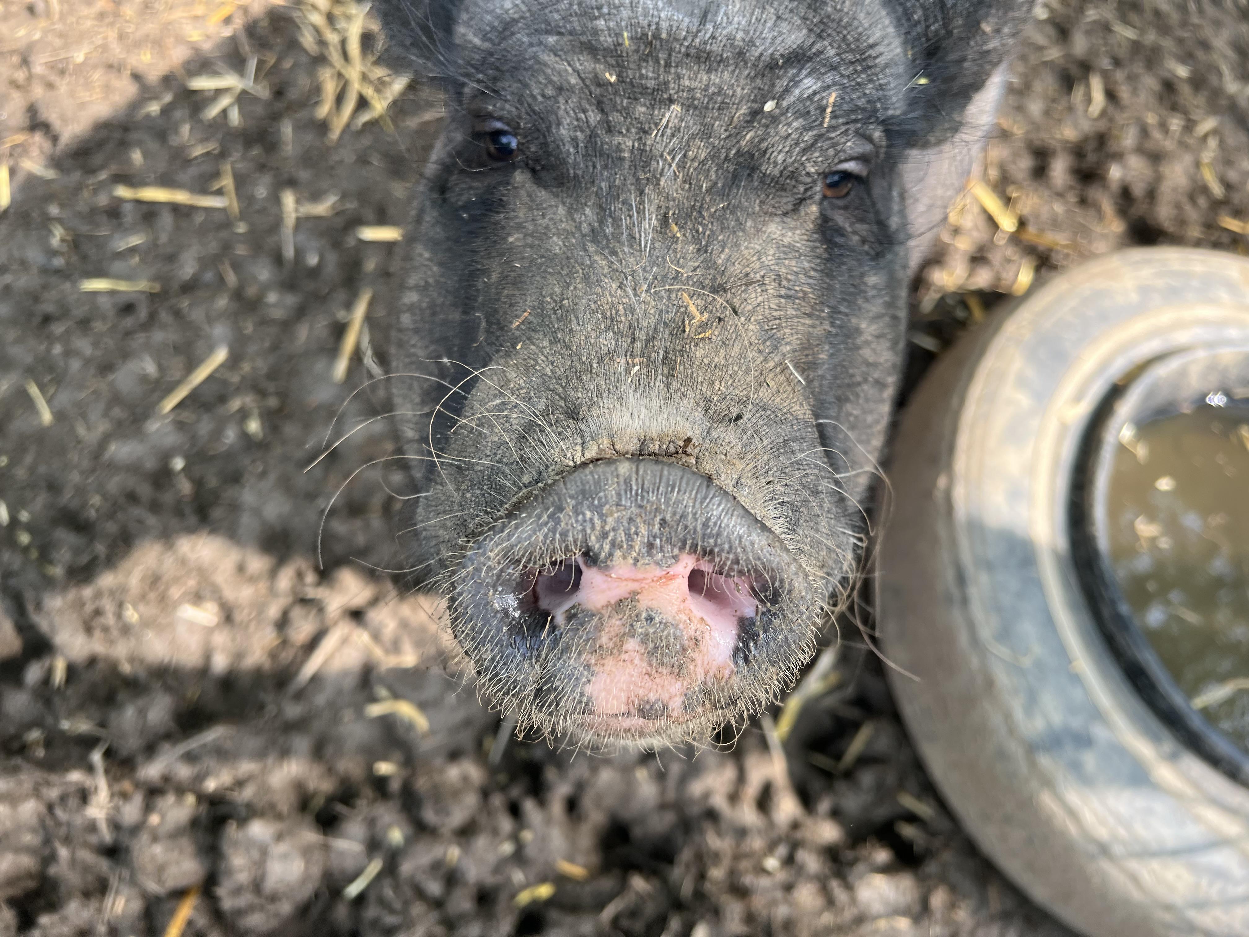 Willow, a Adoptable Pig in Clyde, NC image 1/3