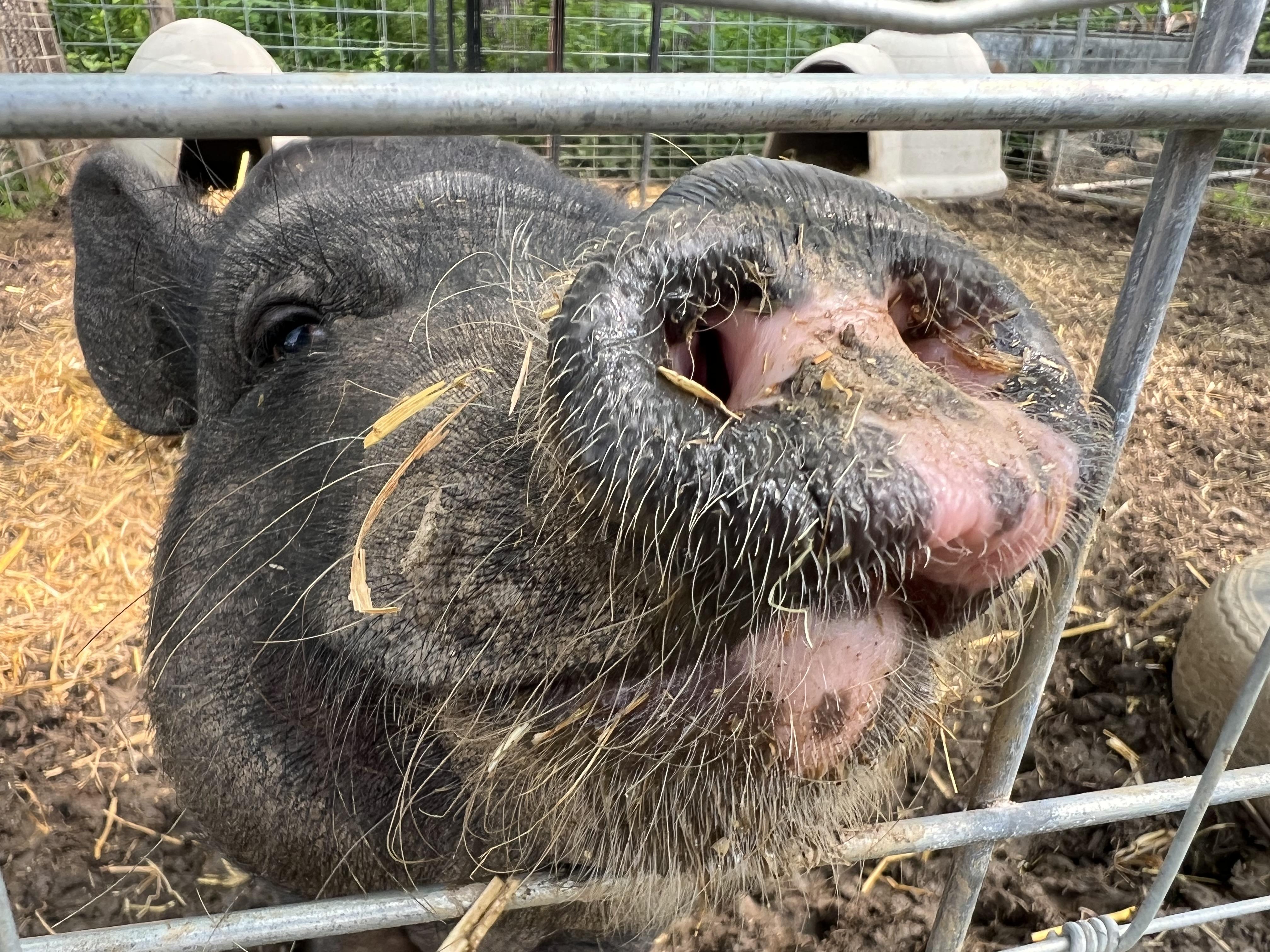 Willow, a Adoptable Pig in Clyde, NC image 3/3