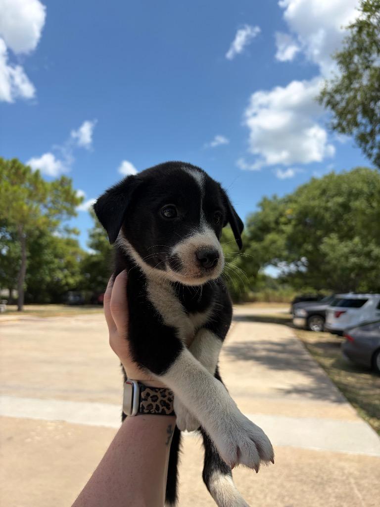 Relish, Adopted, Puppy Male Husky & Hound.