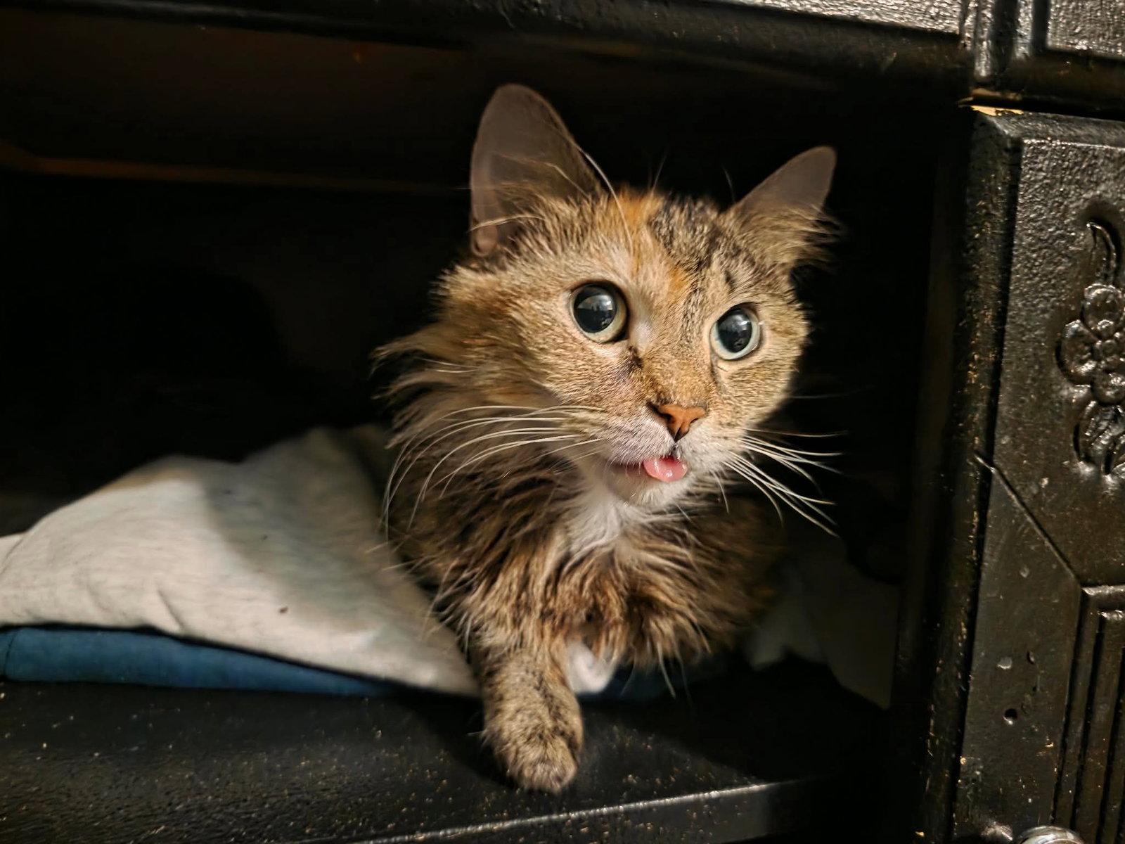 Edith, Adoptable, Young Female Domestic Medium Hair.
