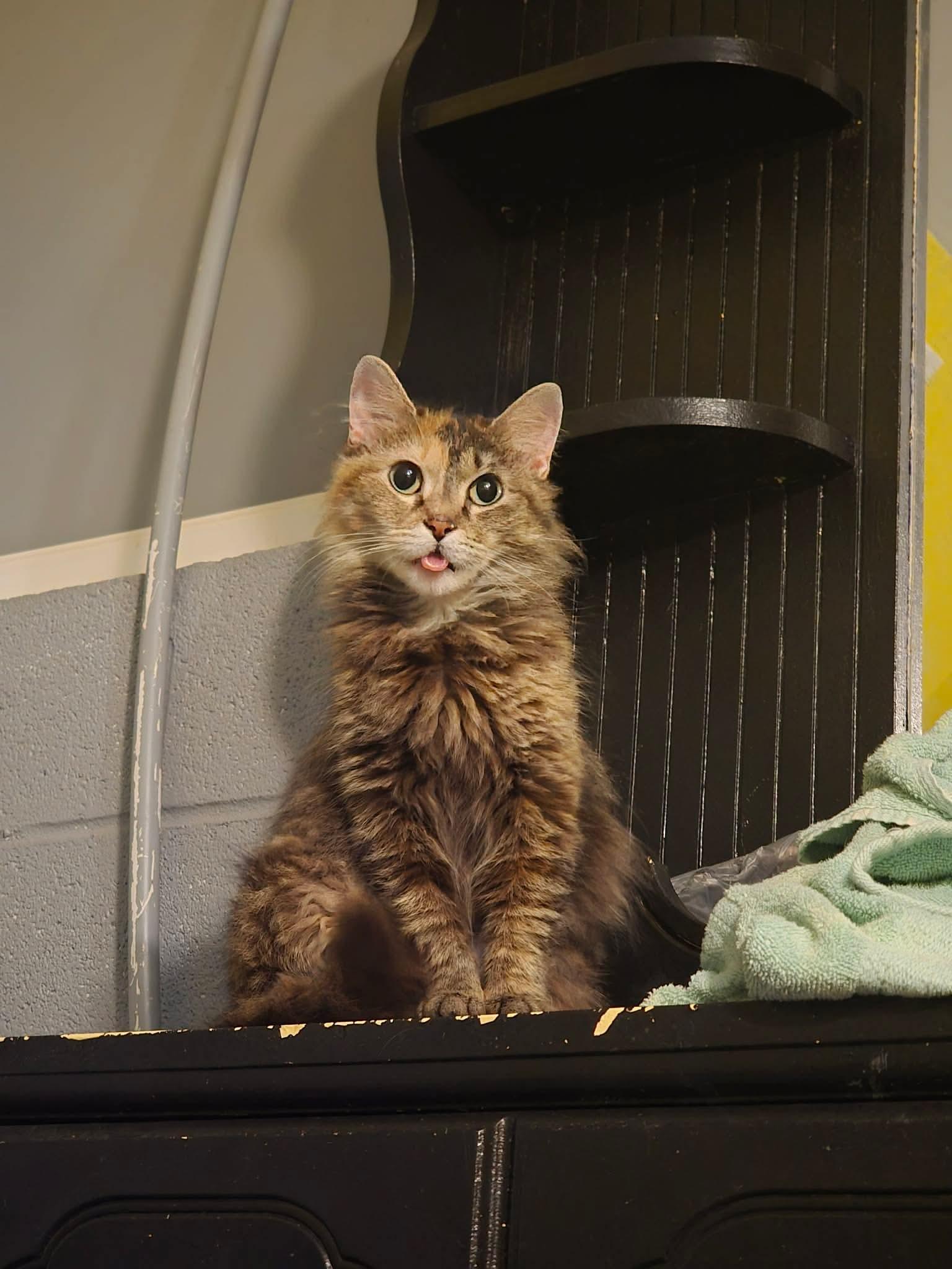 Enlarge Edith, a Adoptable Domestic Medium Hair in Mint Hill, NC image 2/3