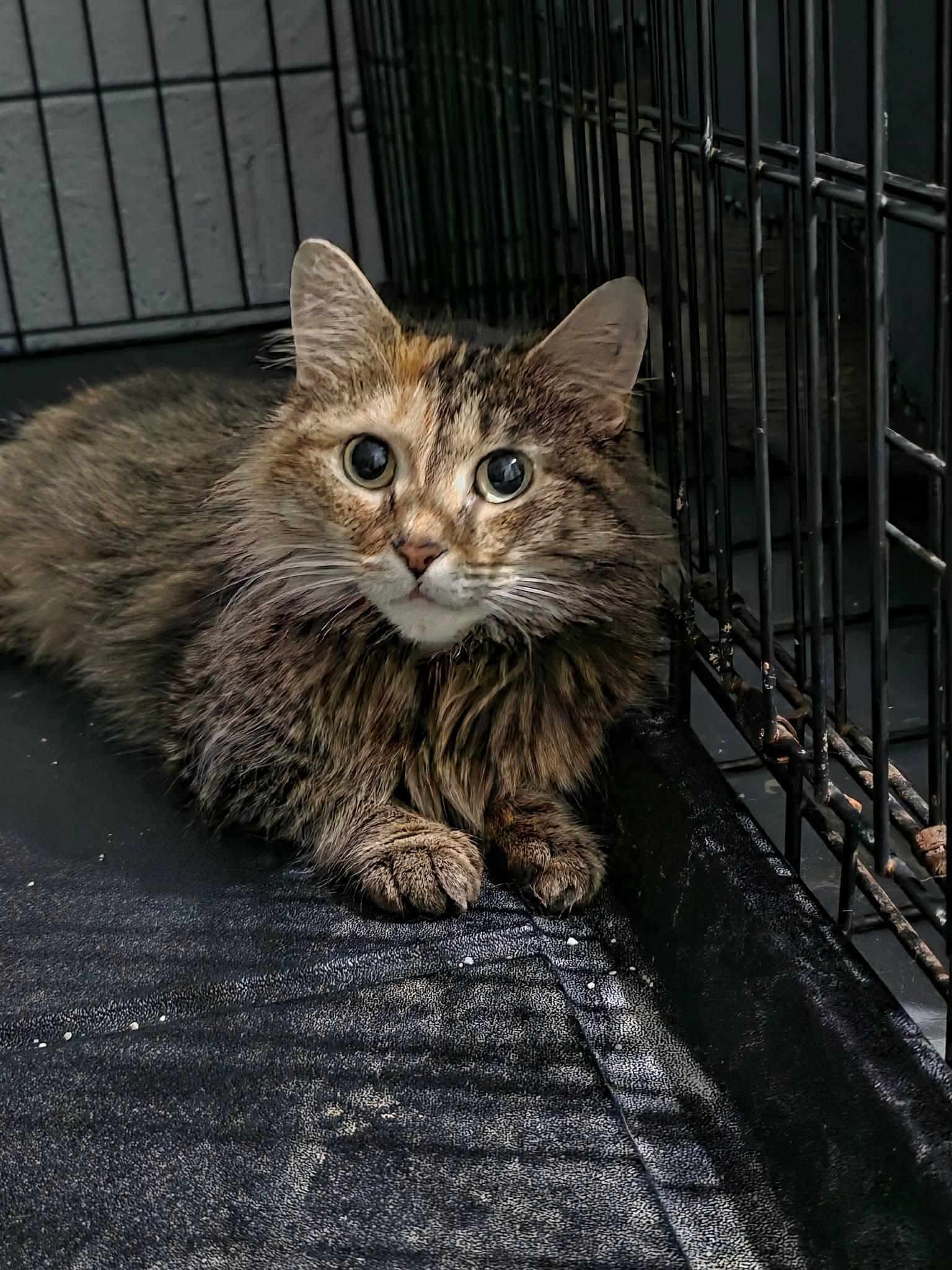 Enlarge Edith, a Adoptable Domestic Medium Hair in Mint Hill, NC image 3/3