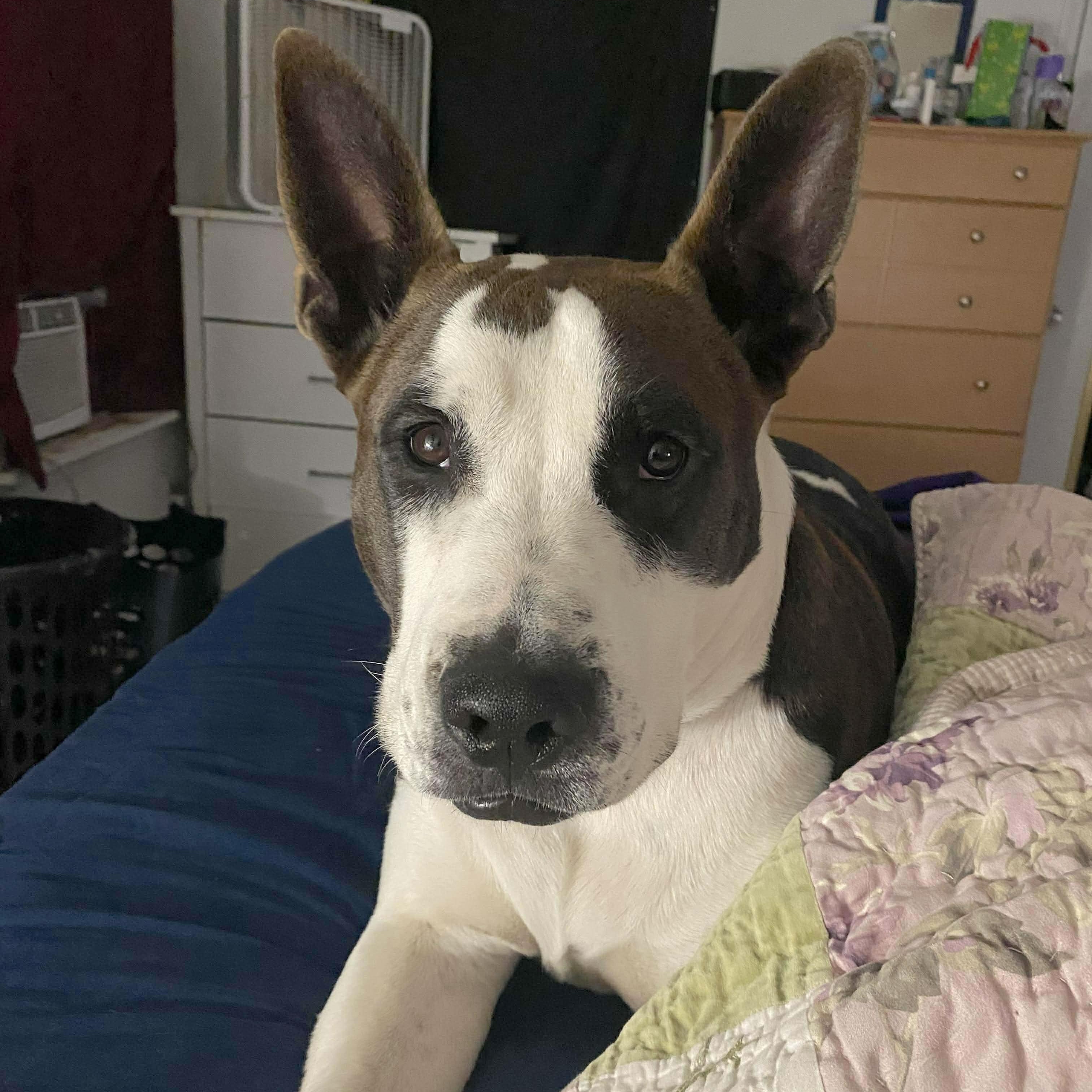 Enlarge Bailey, a Adoptable mixed breed in Brattleboro, VT image 6/6