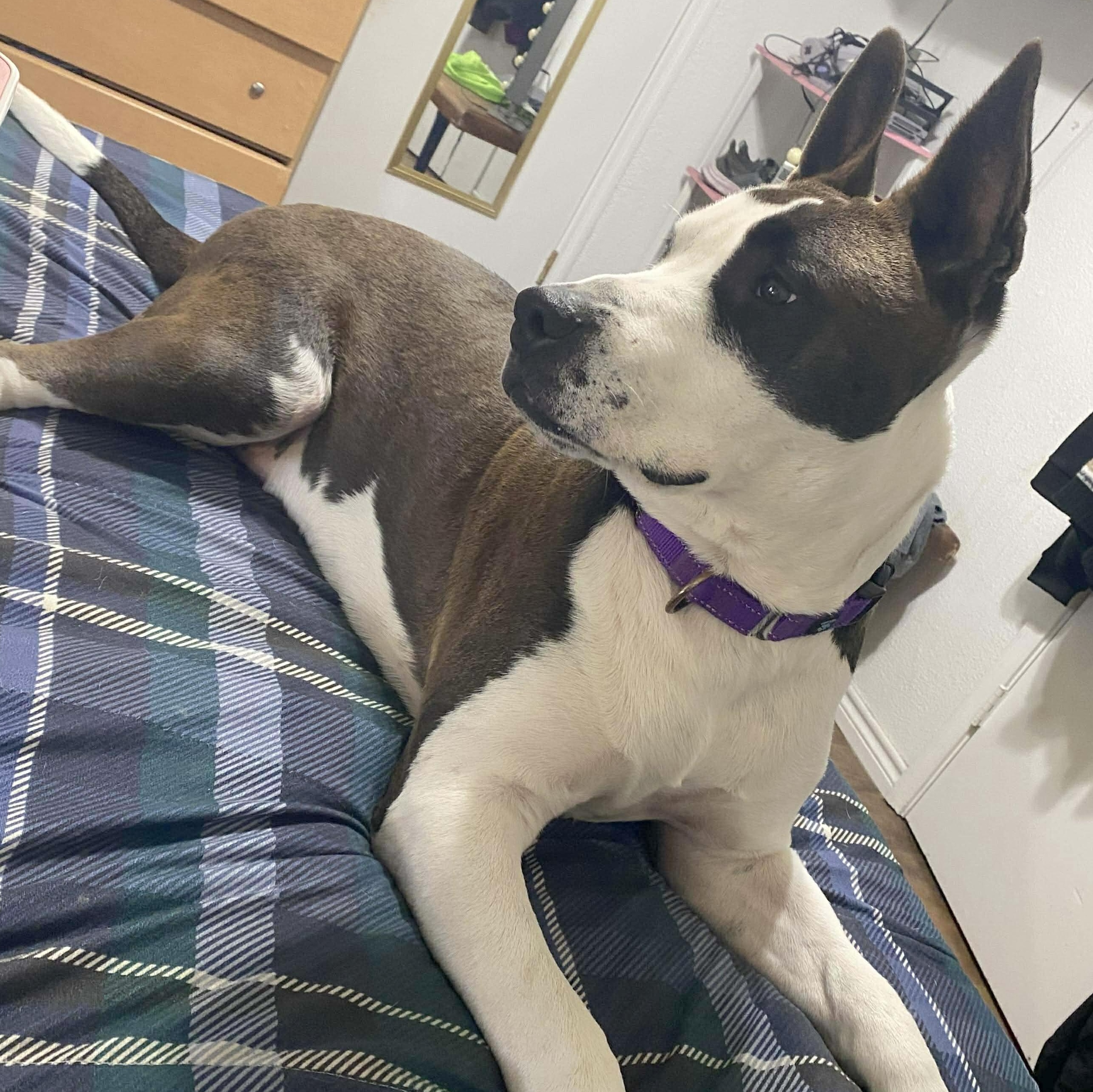 Enlarge Bailey, a Adoptable mixed breed in Brattleboro, VT image 2/6