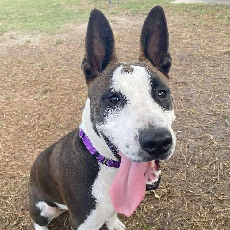 Bailey, Adoptable, Young Male Terrier & Bull Terrier.