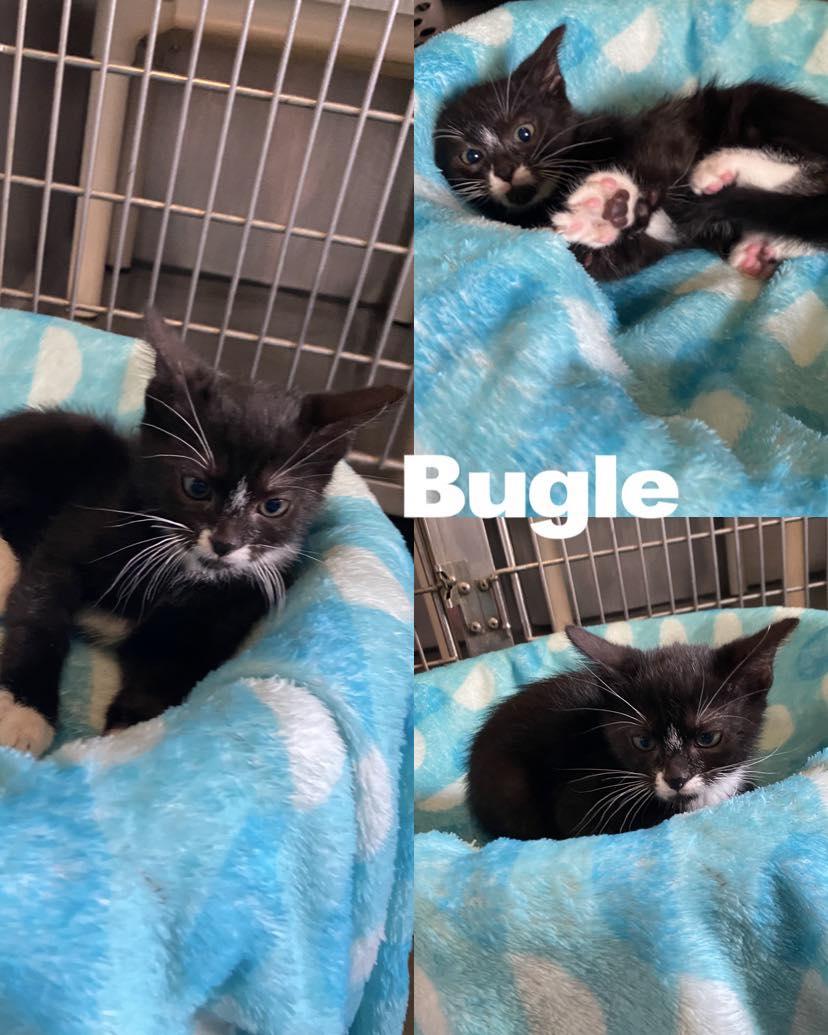 Bugle, Baby Male Domestic Short Hair