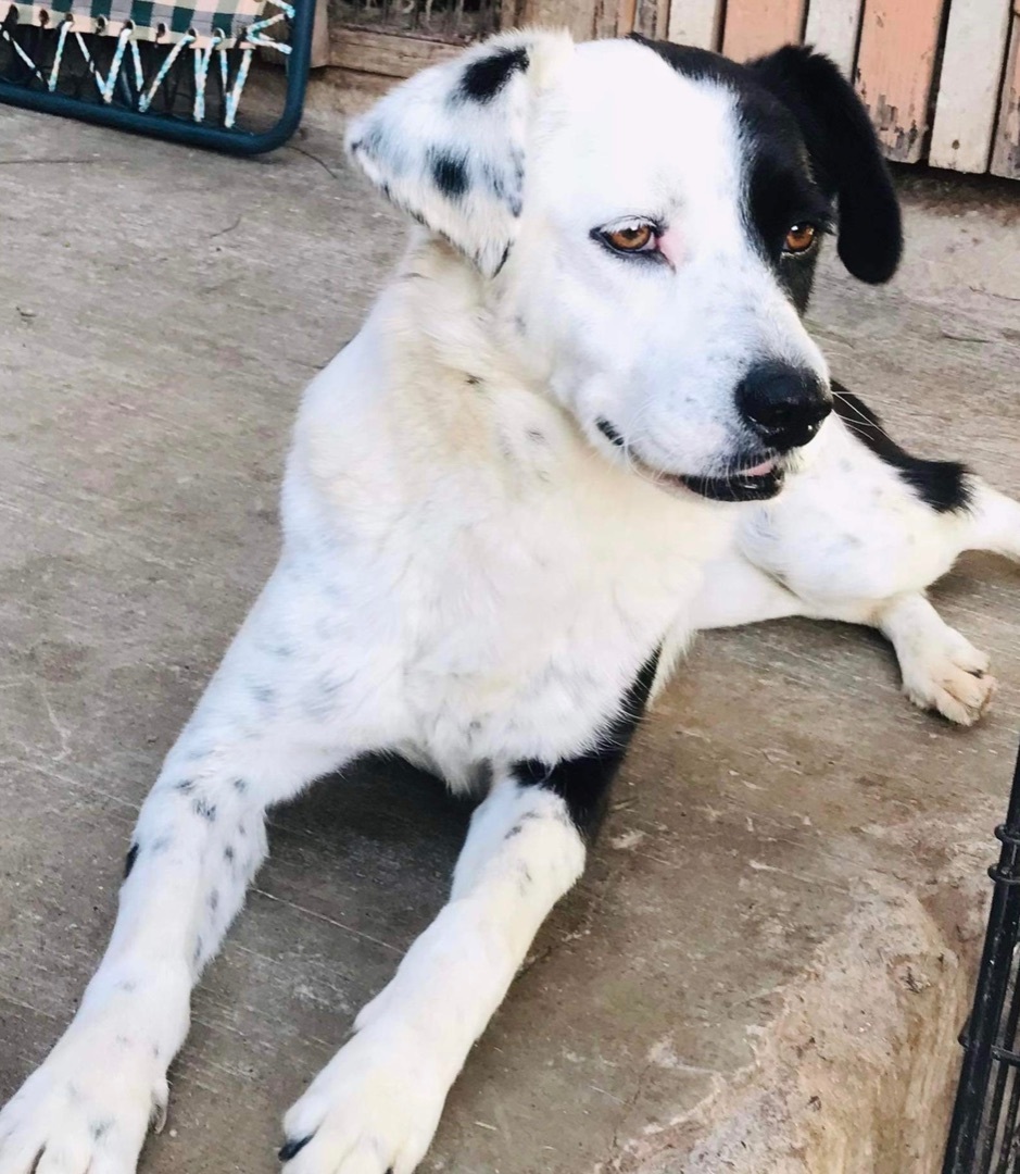 Luna, Adopted, Adult Female Border Collie & English Pointer.
