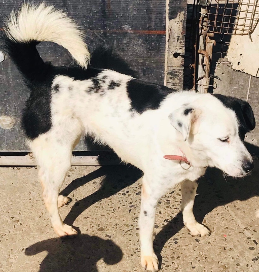 Luna, a Adopted mixed breed in La Misión, BCN image 2/5