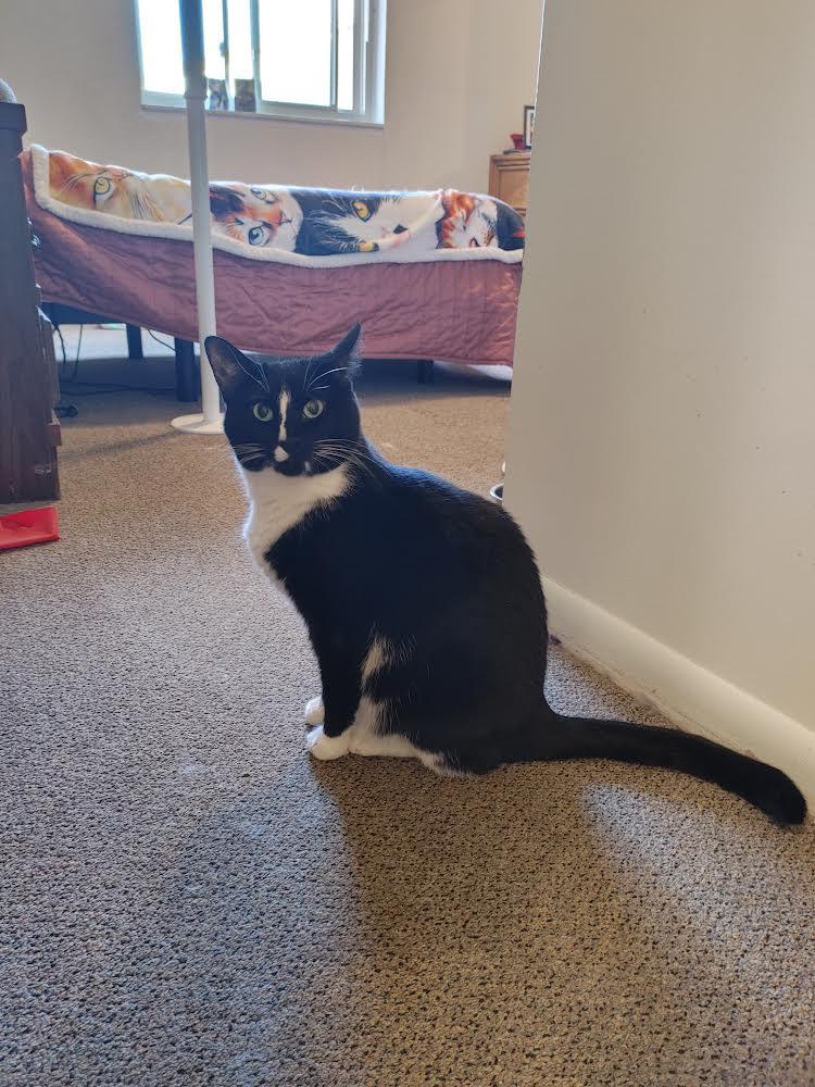 Suzanne *Courtesy Post*, a Adoptable Domestic Short Hair in Kenosha, WI image 3/4