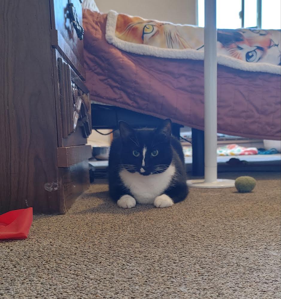 Suzanne *Courtesy Post*, a Adoptable Domestic Short Hair in Kenosha, WI image 4/4