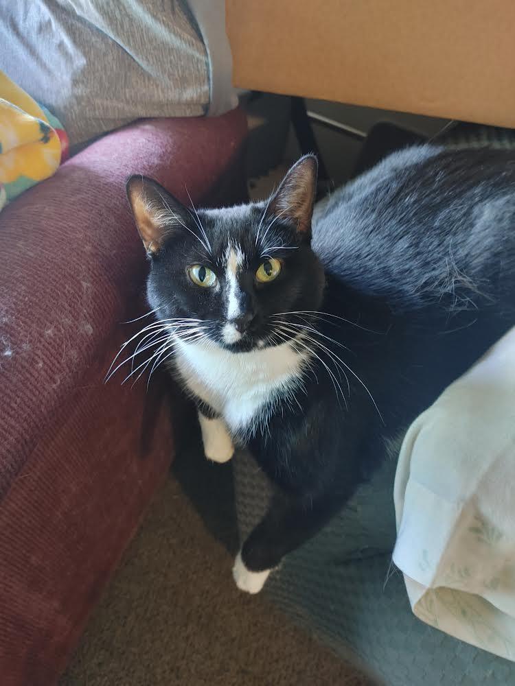 Suzanne *Courtesy Post*, a Adoptable Domestic Short Hair in Kenosha, WI image 2/4