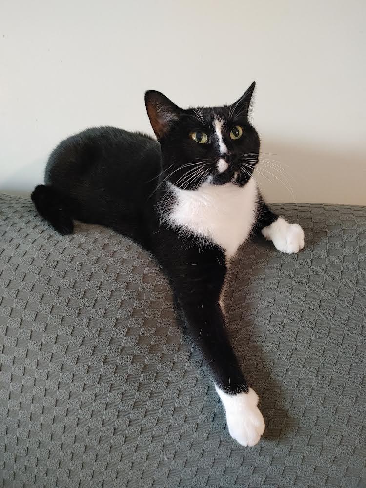 Suzanne *Courtesy Post*, Adoptable, Adult Female Domestic Short Hair.