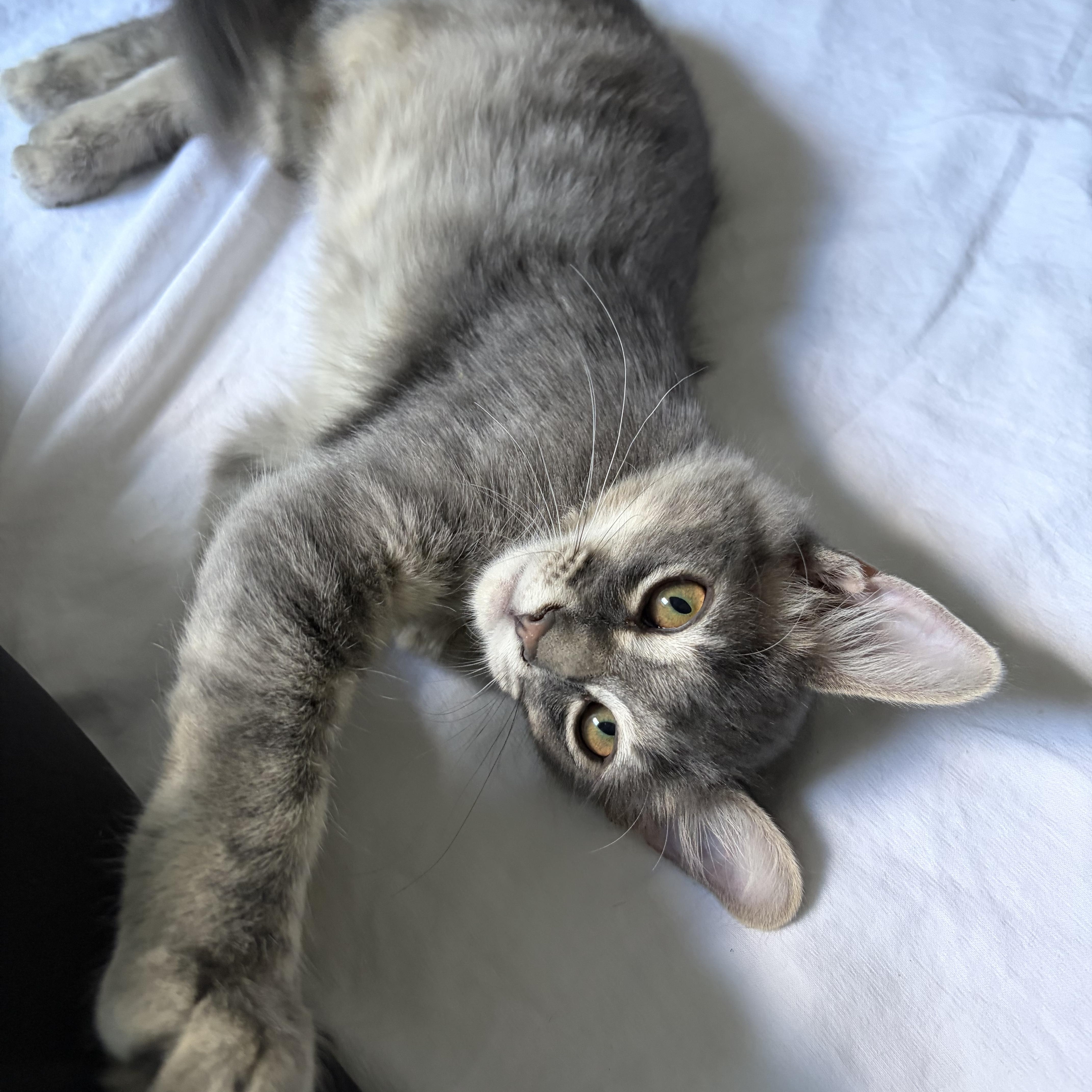 Enlarge Steve, a Adoptable Domestic Medium Hair in Belmont, NC image 2/2