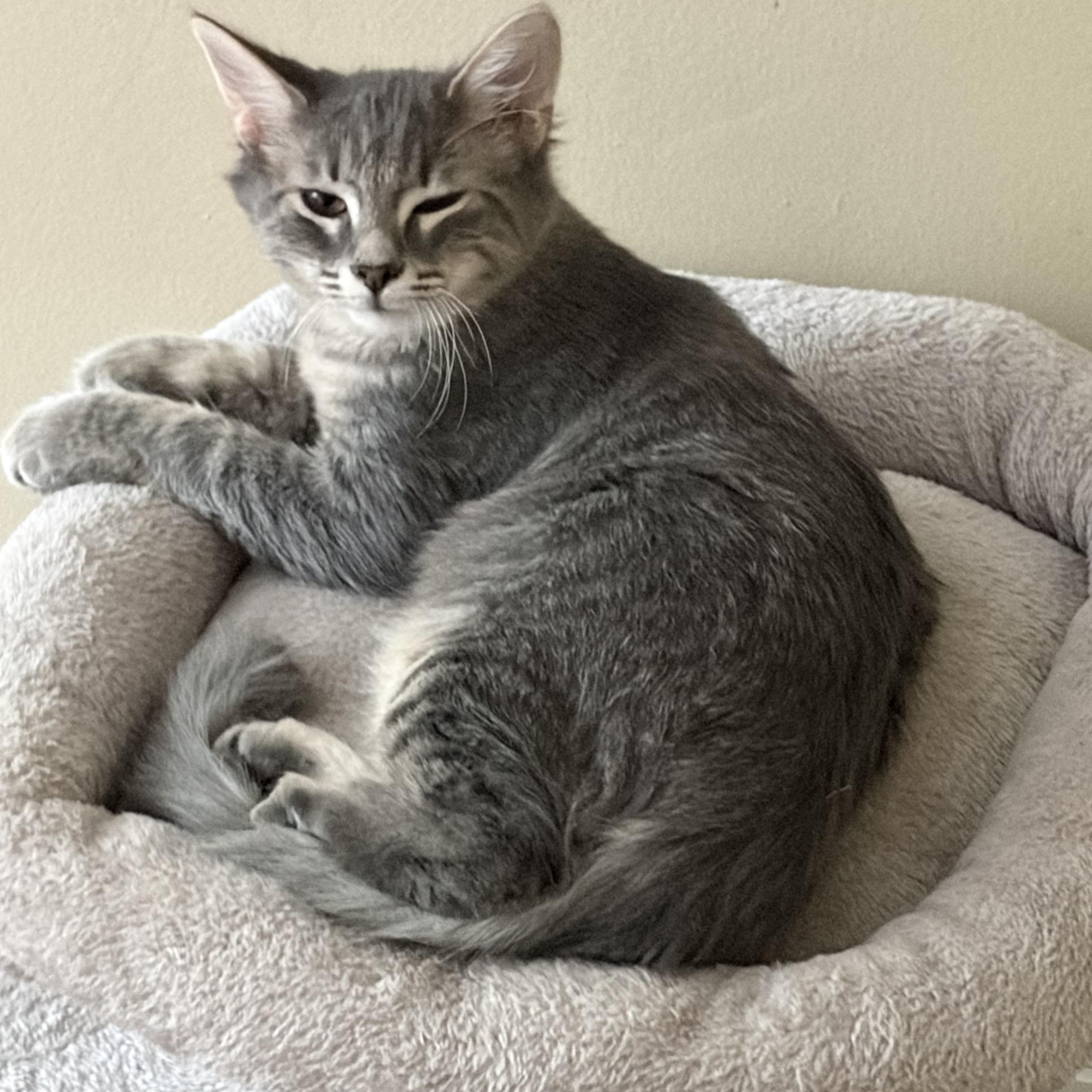 Steve, Adoptable, Young Male Domestic Medium Hair.