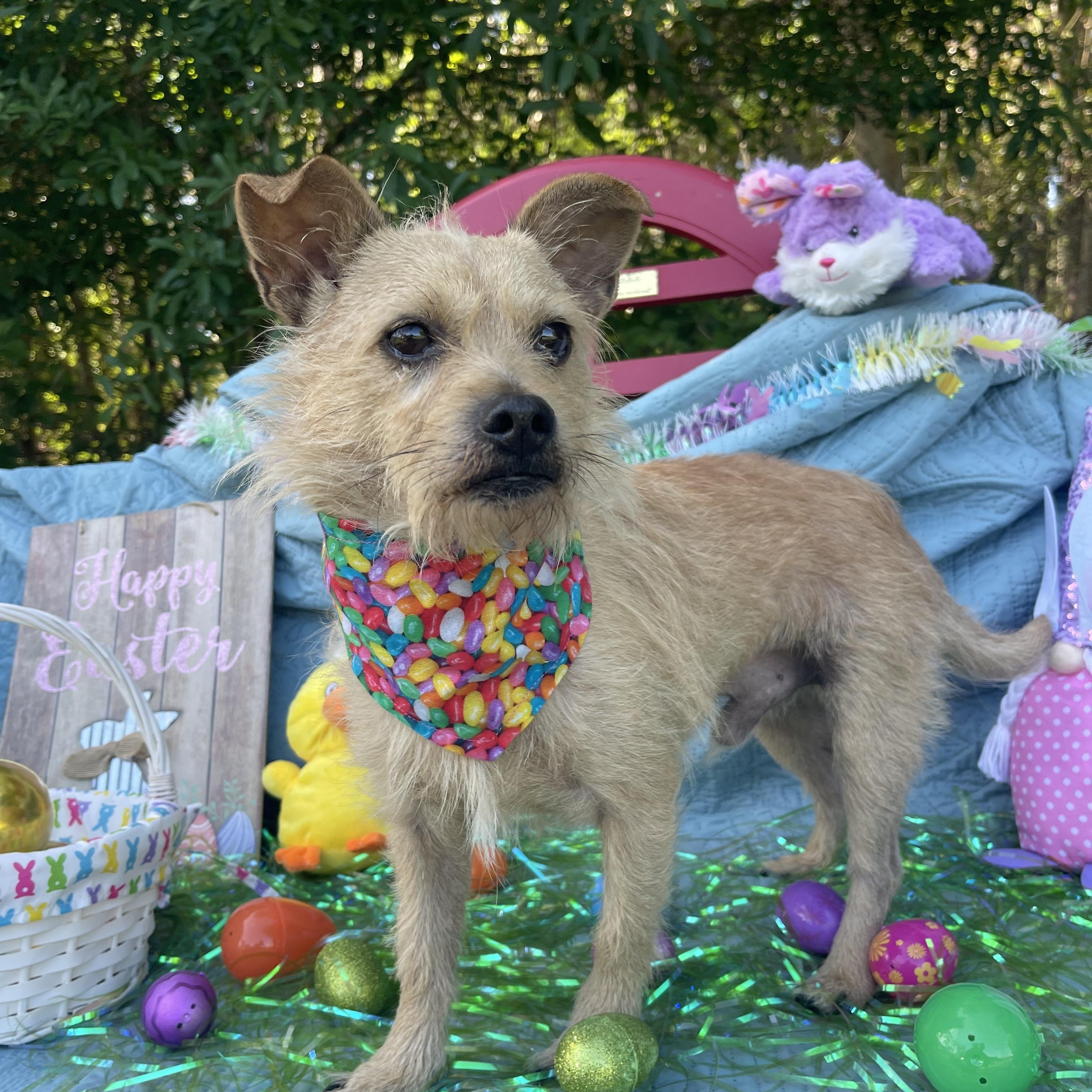 Enlarge Oso, an adopted mixed breed in Sebring, FL image 5/5