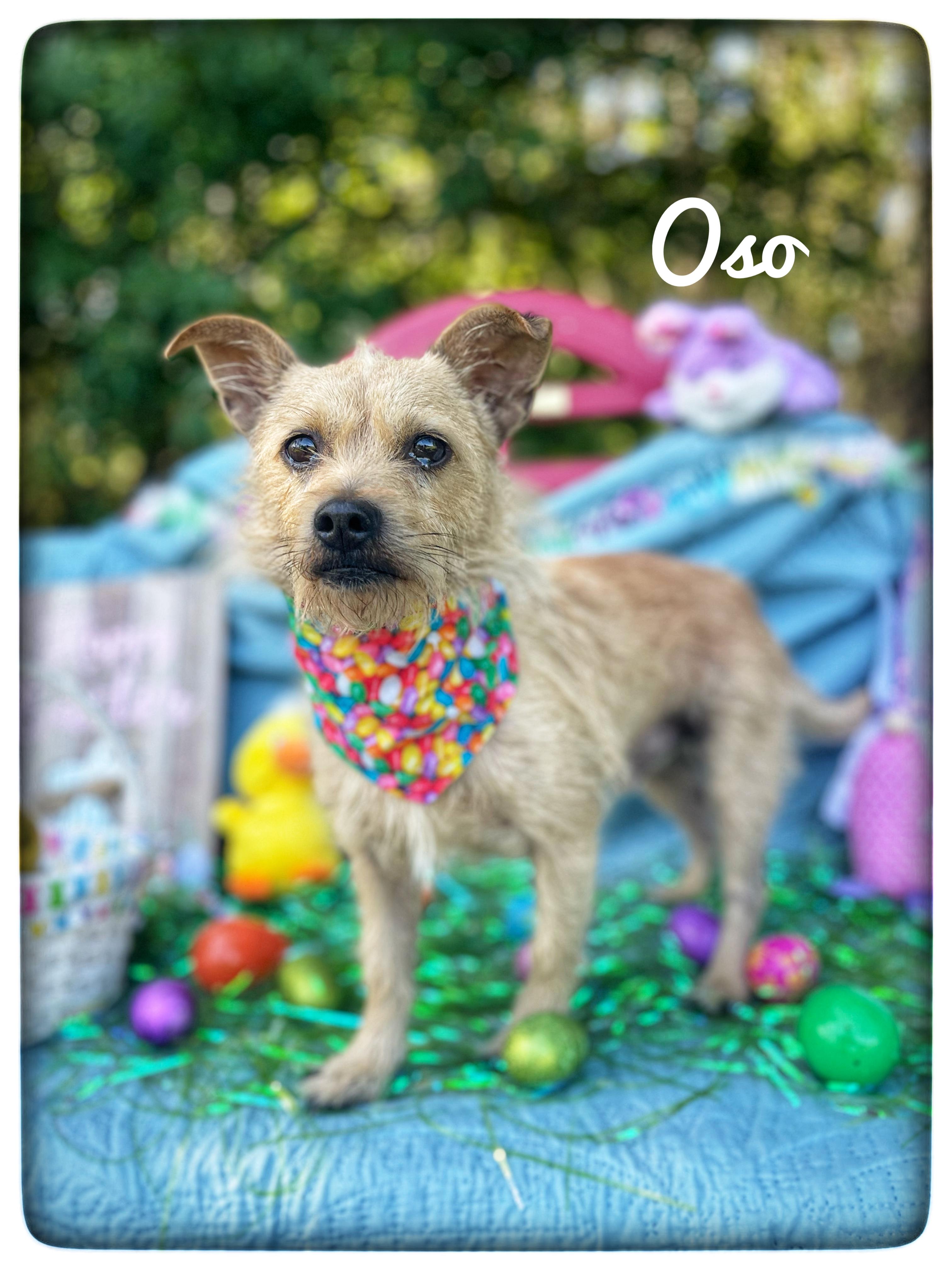 Enlarge Oso, an adopted mixed breed in Sebring, FL image 1/5