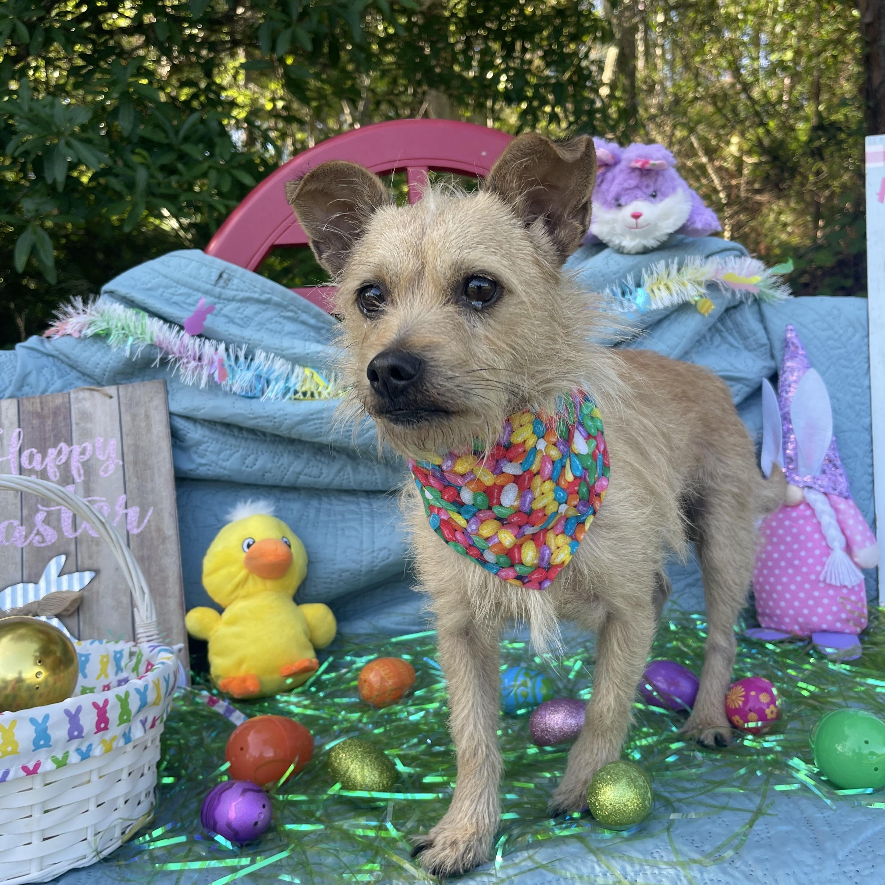 Enlarge Oso, an adopted mixed breed in Sebring, FL image 4/5