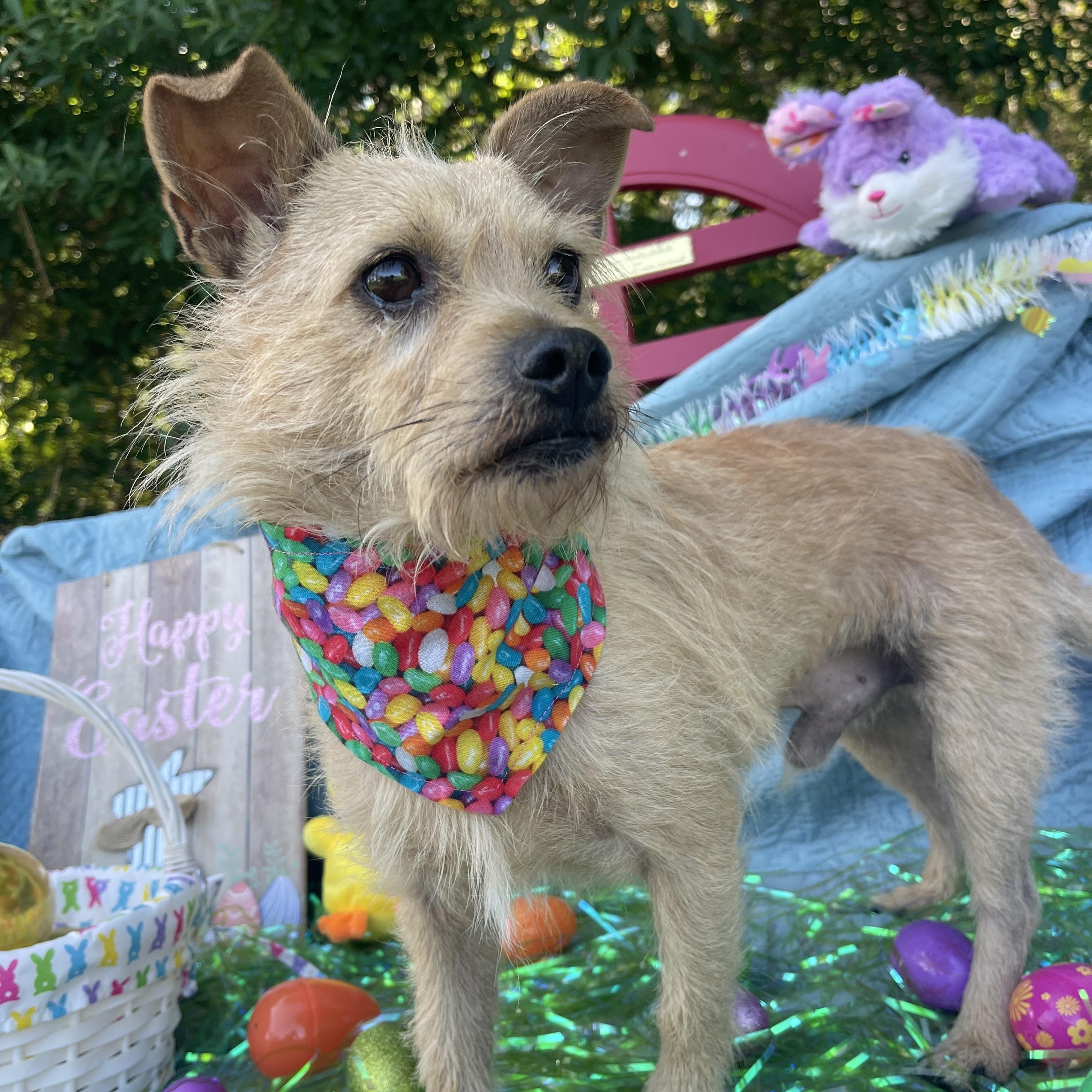 Enlarge Oso, an adopted mixed breed in Sebring, FL image 2/5