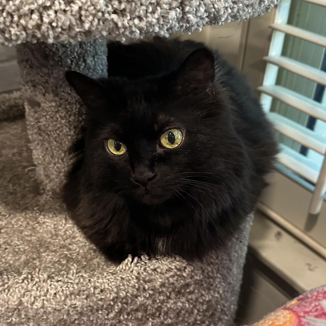 Susie MS 2/20, Adult Female Domestic Long Hair