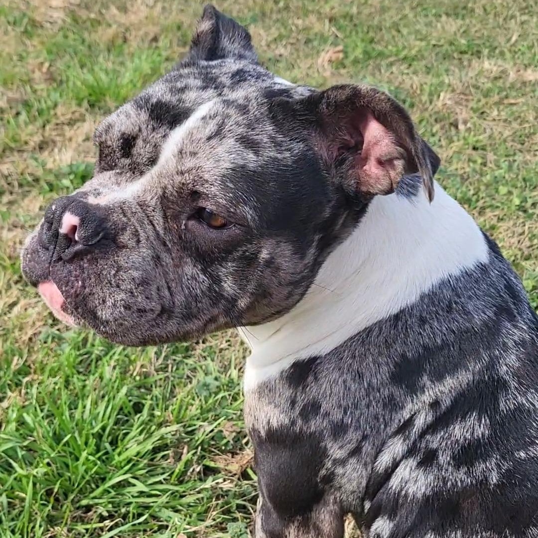 Stella, an adopted mixed breed in Rockdale, TX image 1/3