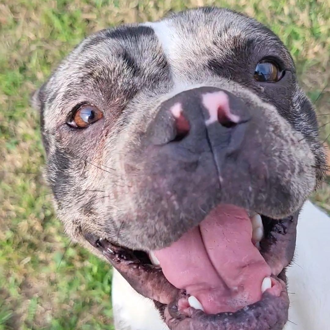 Stella, an adopted mixed breed in Rockdale, TX image 3/3