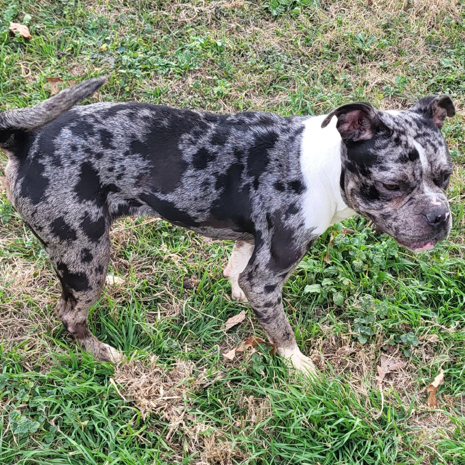 Stella, an adopted mixed breed in Rockdale, TX image 2/3