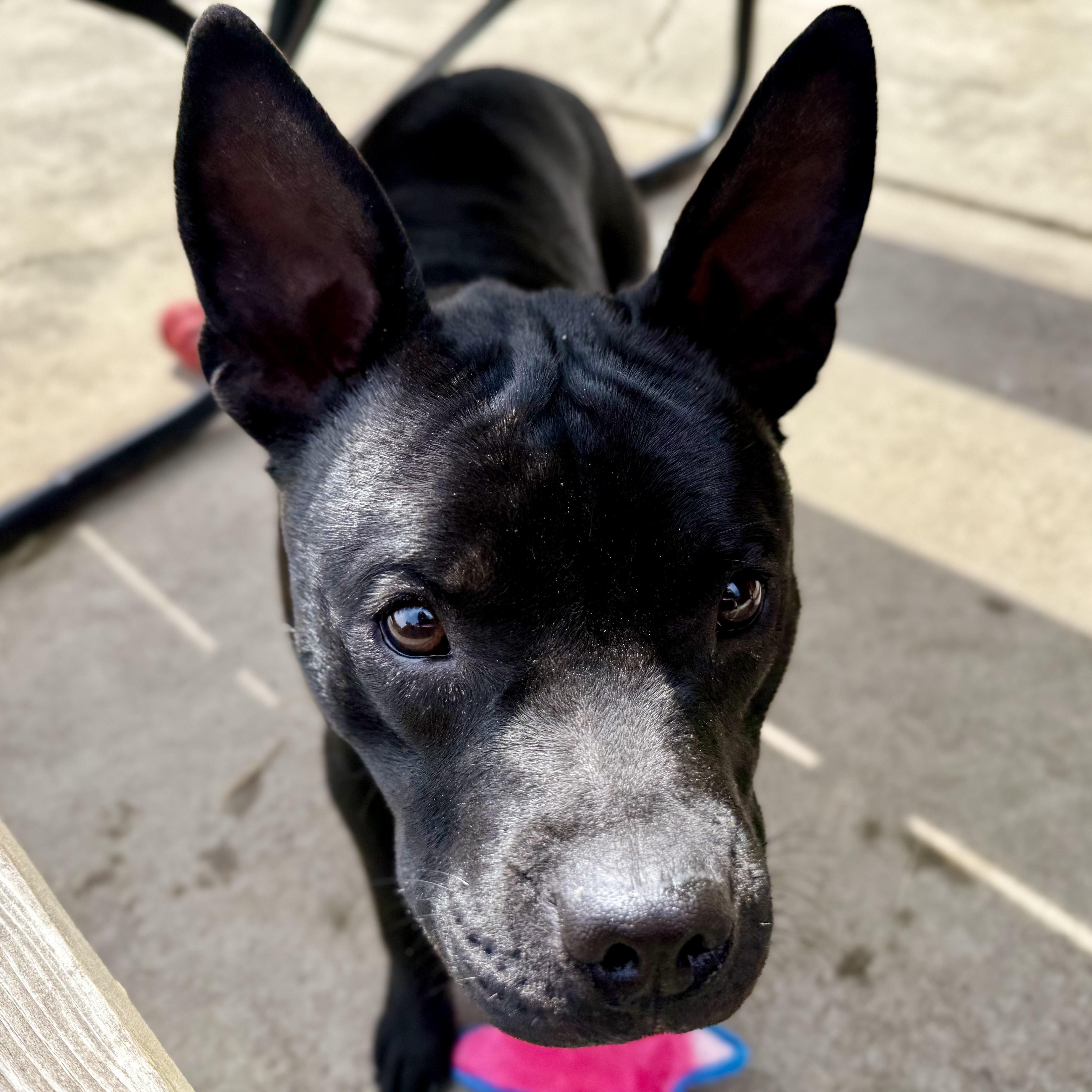 Enlarge Spike Lee, a Adoptable Mixed Breed in Valparaiso, IN image 4/5