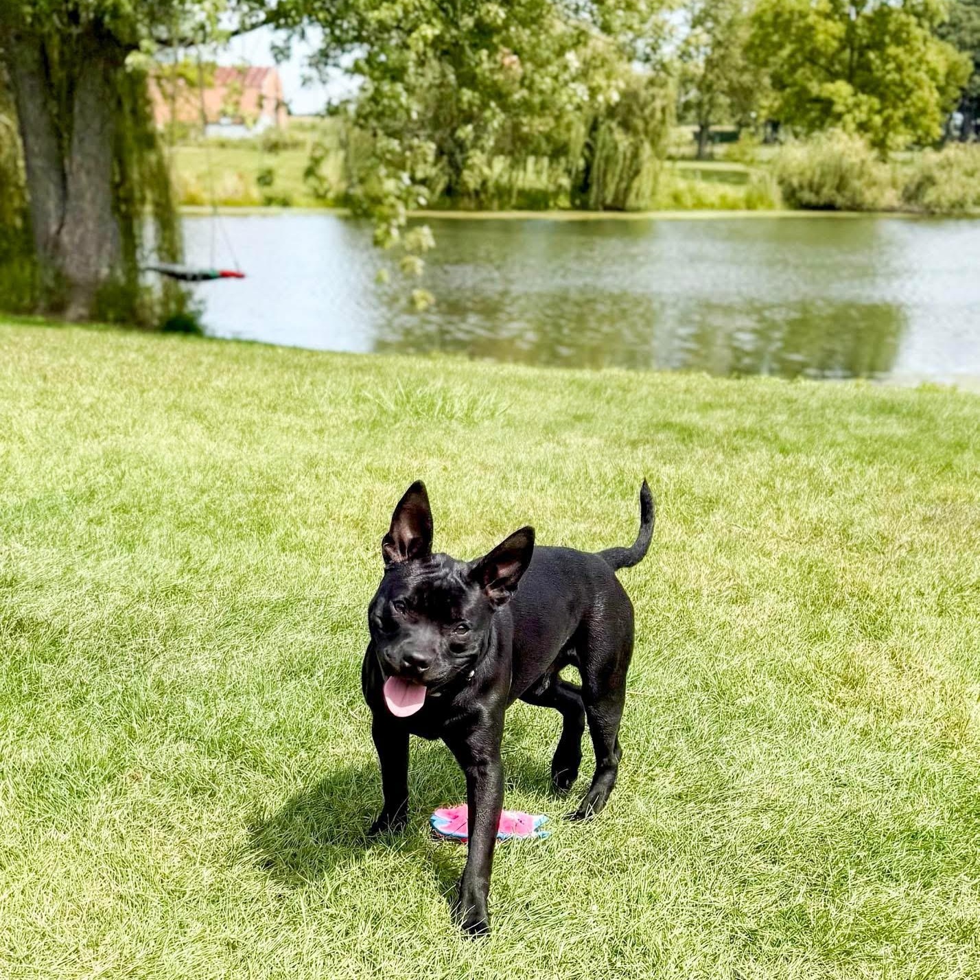 Enlarge Spike Lee, a Adoptable Mixed Breed in Valparaiso, IN image 2/5