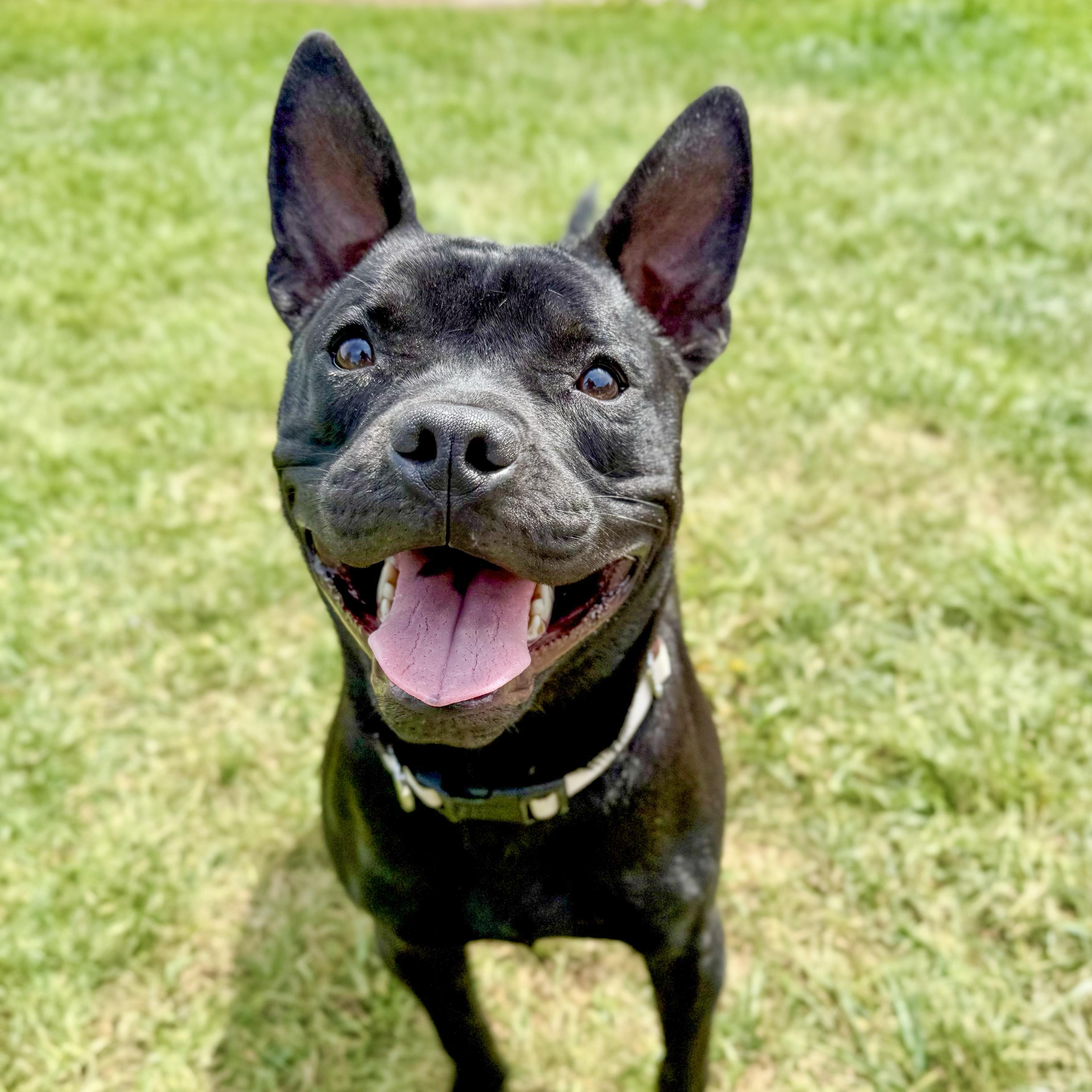 Spike Lee, Adoptable, Adult Male Mixed Breed.