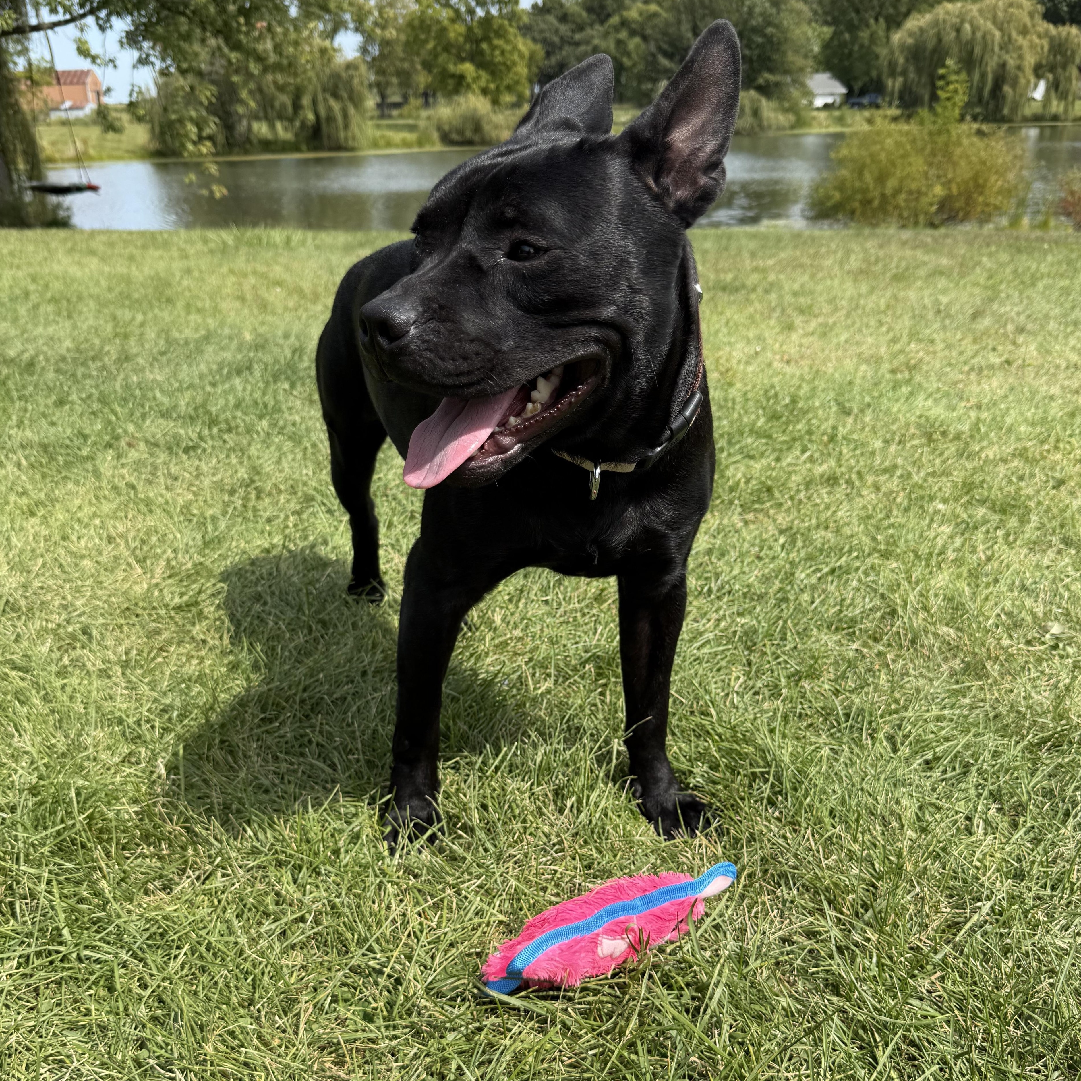 Enlarge Spike Lee, a Adoptable Mixed Breed in Valparaiso, IN image 5/5