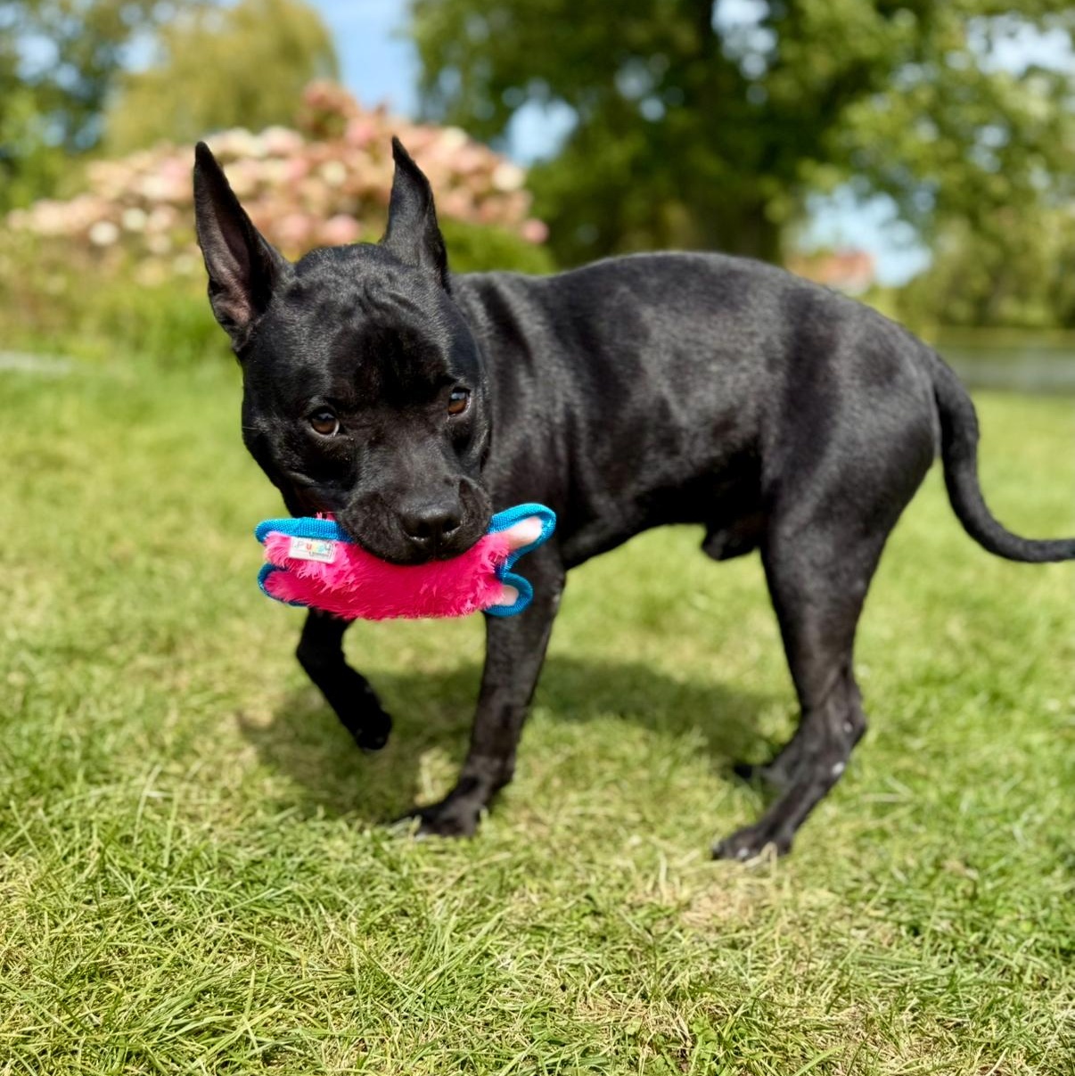 Enlarge Spike Lee, a Adoptable Mixed Breed in Valparaiso, IN image 3/5