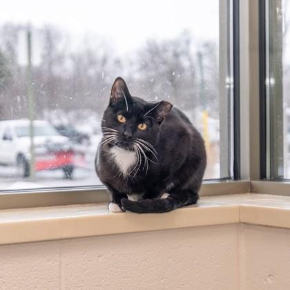 Jones, Adoptable, Kitten Male Domestic Short Hair & Domestic Short Hair.