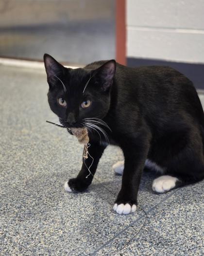 Enlarge Jones, a Adoptable mixed breed in Westland, MI image 2/3