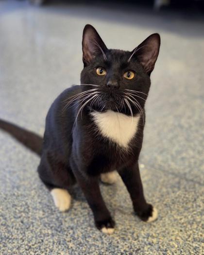 Enlarge Jones, a Adoptable mixed breed in Westland, MI image 3/3