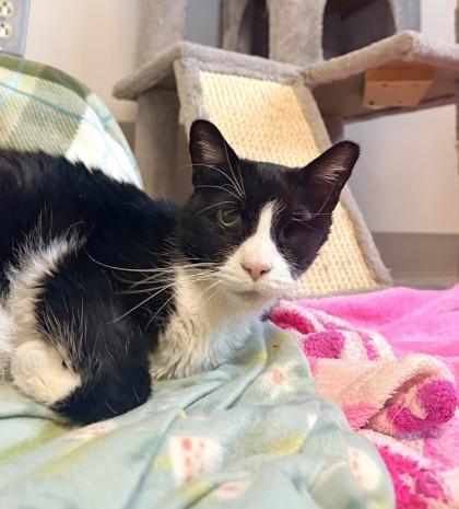 Eleven, Adoptable, Adult Female Domestic Short Hair & Domestic Short Hair.