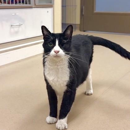 Eleven, a Adoptable mixed breed in Quakertown, PA image 3/3