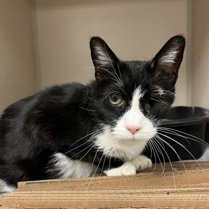 Enlarge Eleven, a Adoptable mixed breed in Quakertown, PA image 2/3