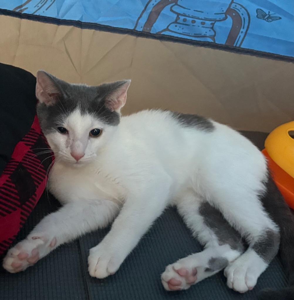 Georgie, Adoptable, Kitten Male Domestic Short Hair.