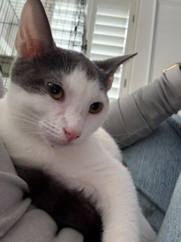 Georgie, a Adoptable mixed breed in Spring, TX image 2/2