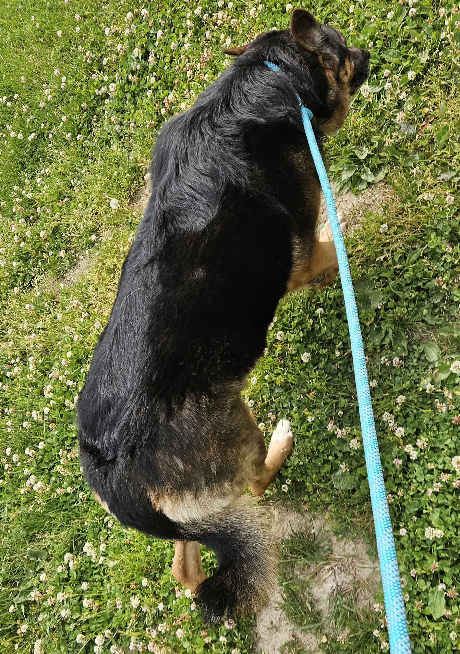 Zoe, an adopted mixed breed in Benton Harbor, MI image 4/6
