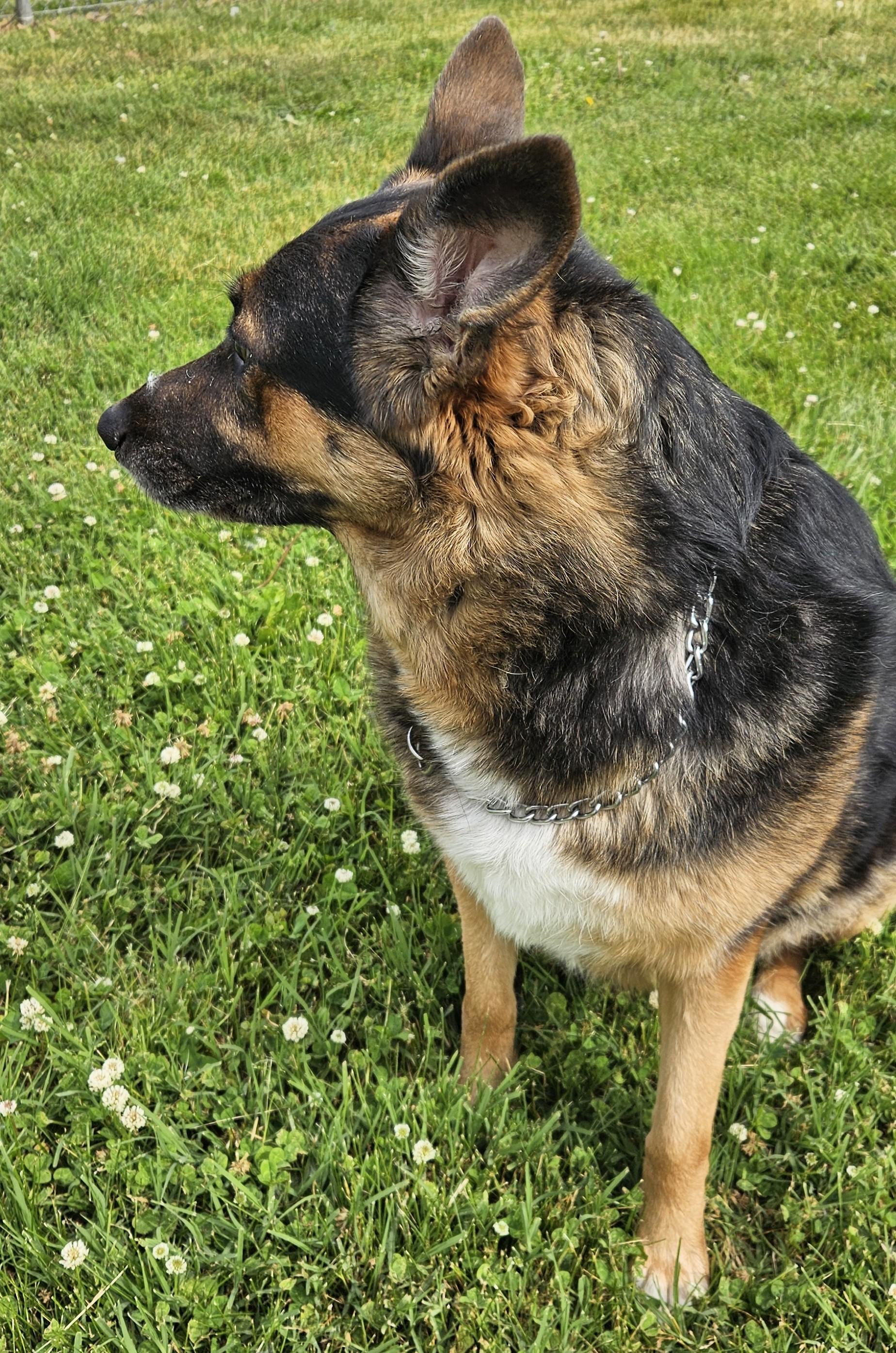 Zoe, an adopted mixed breed in Benton Harbor, MI image 6/6