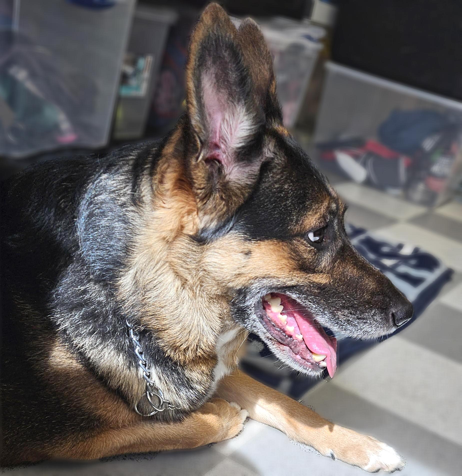 Zoe, adopted, Senior Female German Shepherd Dog.