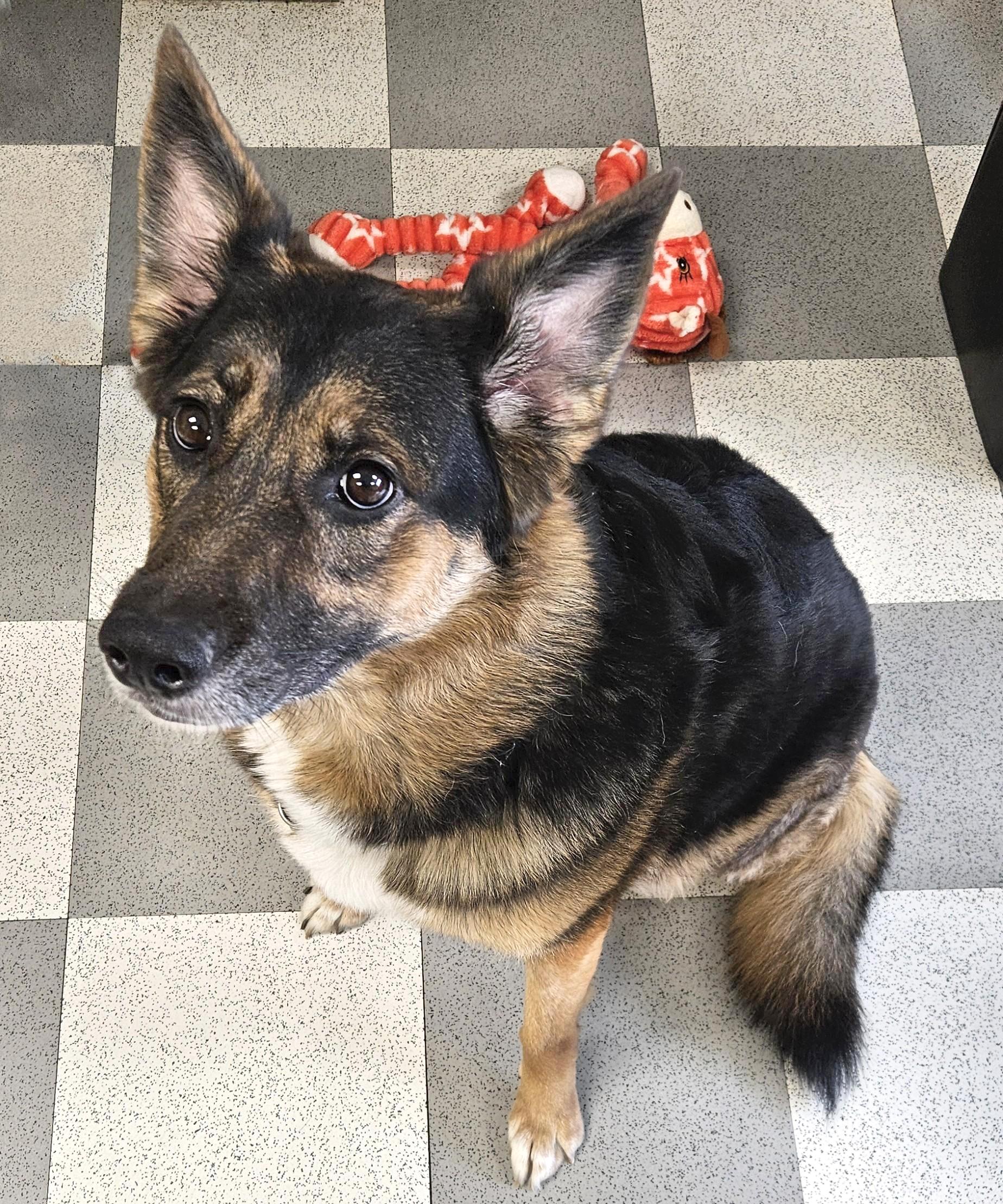 Zoe, an adopted mixed breed in Benton Harbor, MI image 3/6