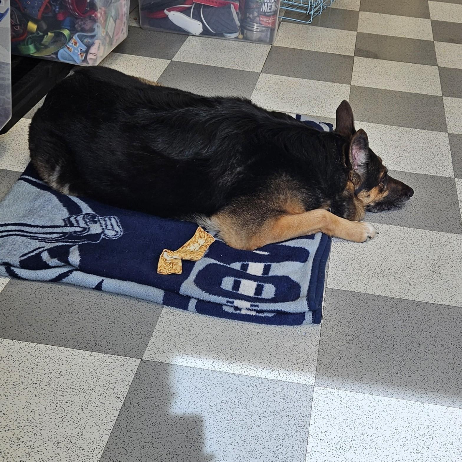 Zoe, an adopted mixed breed in Benton Harbor, MI image 5/6