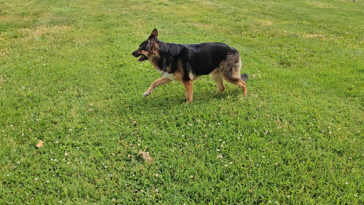Enlarge Zoe, an adopted mixed breed in Benton Harbor, MI video 2/6