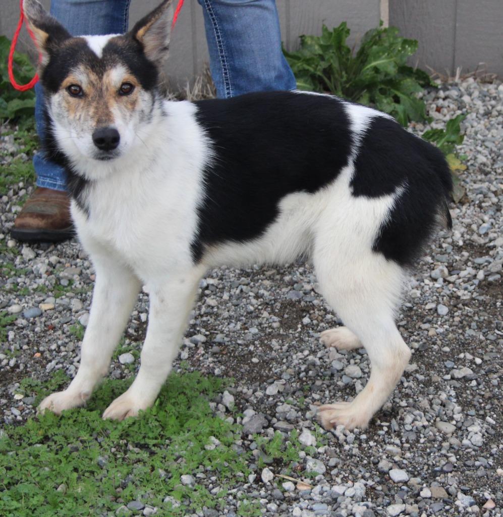 Enlarge Nike, a Adoptable mixed breed in Vacaville, CA image 1/1