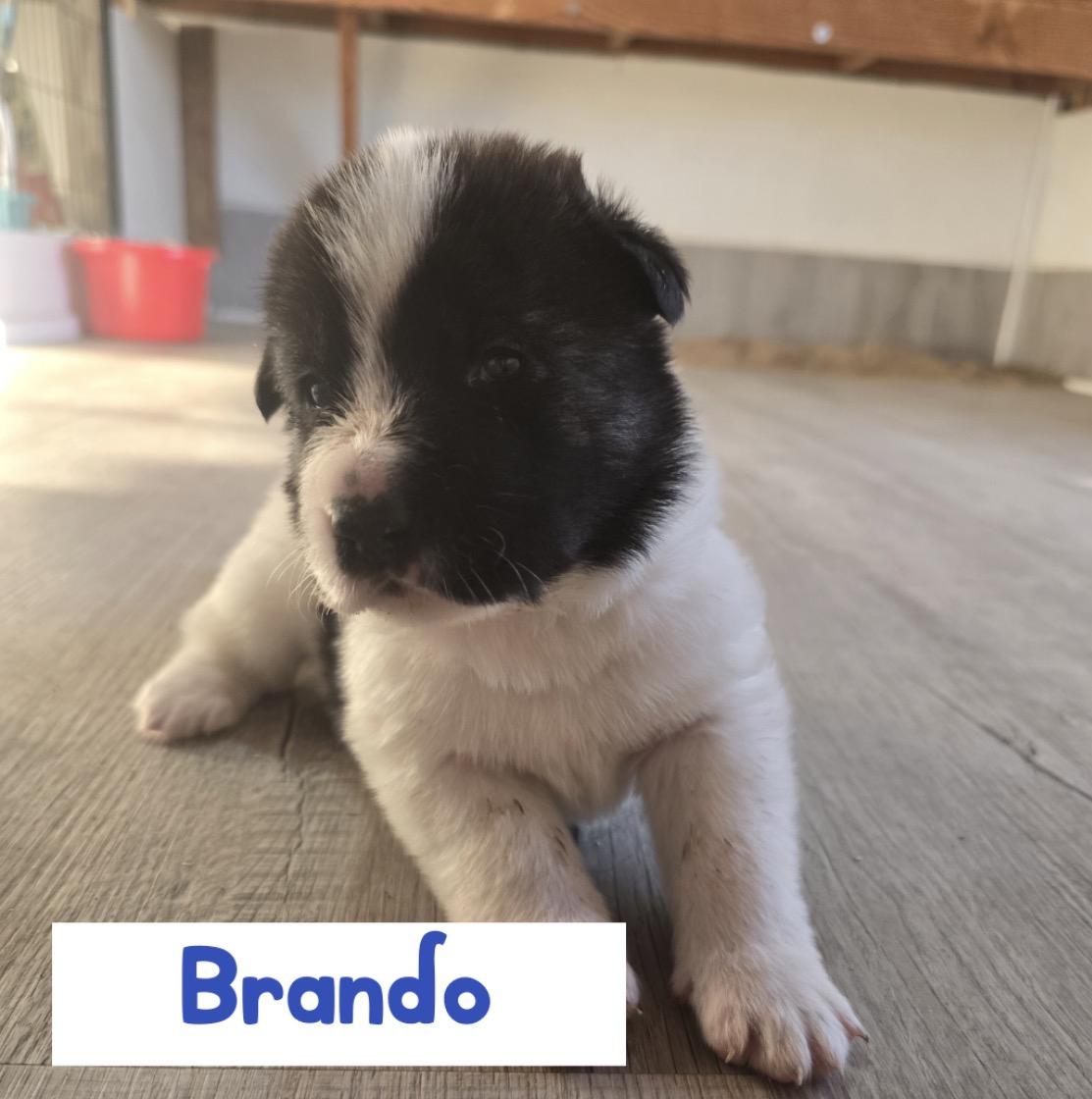 Brando, ADOPTABLE, Puppy Male Australian Cattle Dog / Blue Heeler.