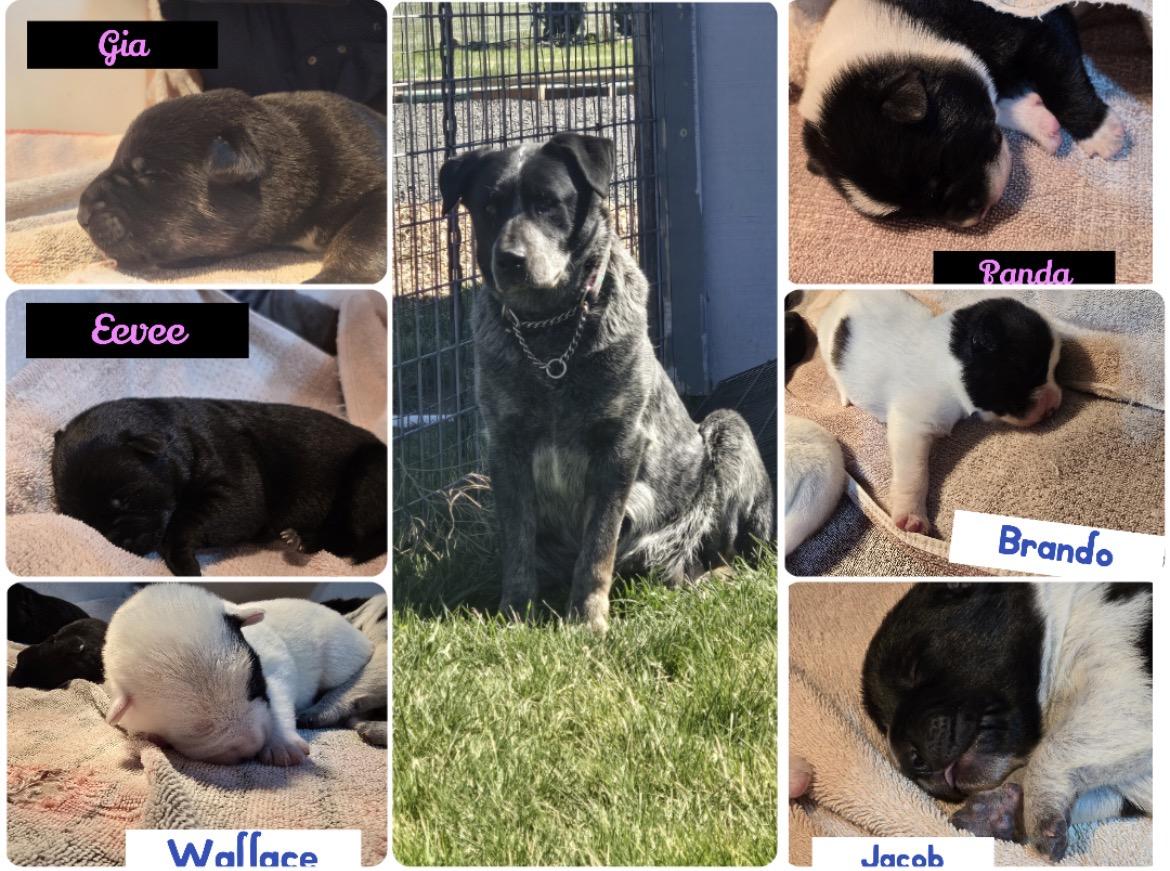 Enlarge Brando, a ADOPTABLE Australian Cattle Dog / Blue Heeler in Powell Butte, OR image 3/3
