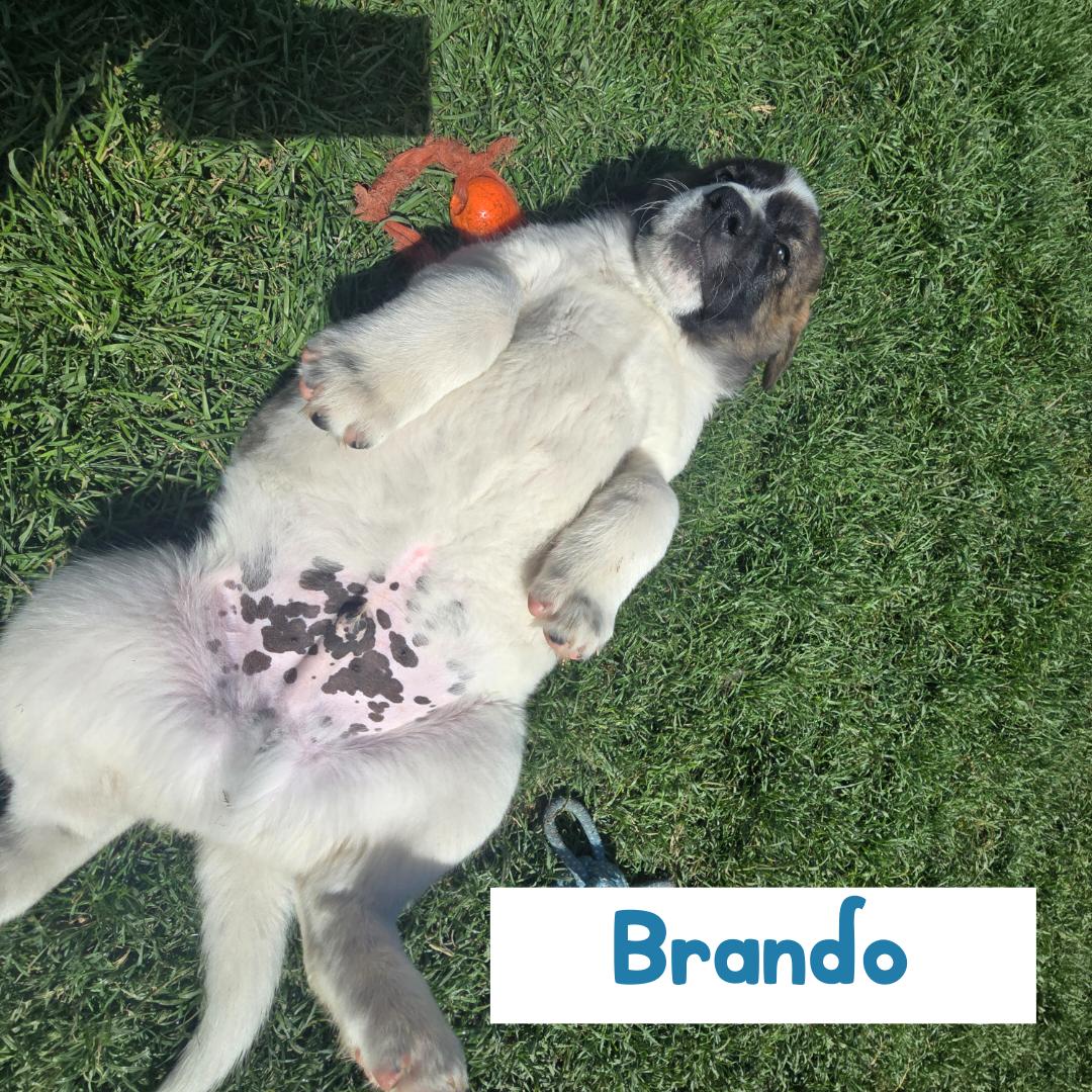 Brando, a ADOPTABLE mixed breed in Powell Butte, OR image 3/6